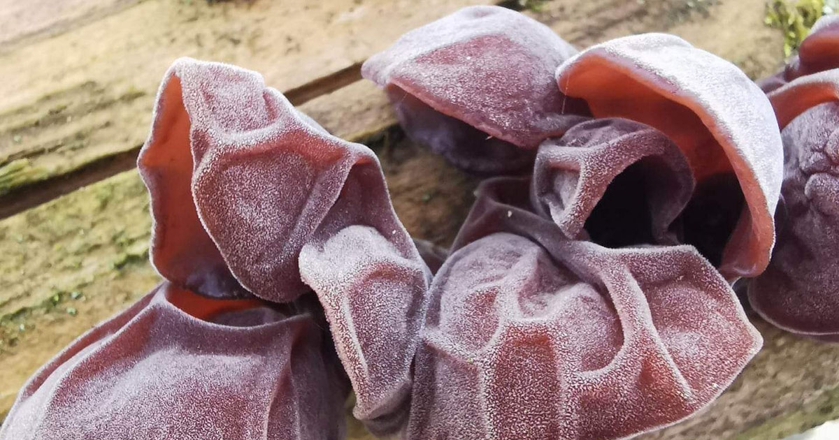 Gyógyerejű téli gombák